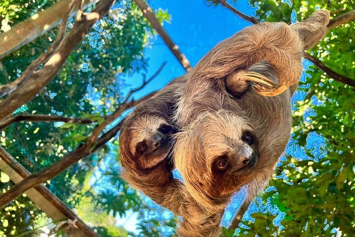 Roatán Monkey & Sloths Sanctuary and Sandbar Snorkel Adventure