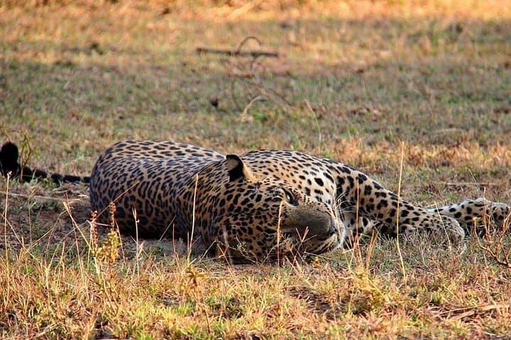 Yala National Park Safari from Hambantota Port — Leopard & Elephant Jeep Tour photo 2