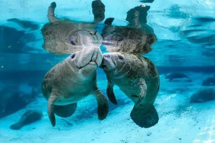 Get WILD in the Palm Beaches: Manatee Lagoon, Busch Wildlife & Loggerhead Marinelife Tour photo 3