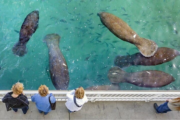 Get WILD in the Palm Beaches: Manatee Lagoon, Busch Wildlife & Loggerhead Marinelife Tour photo 4