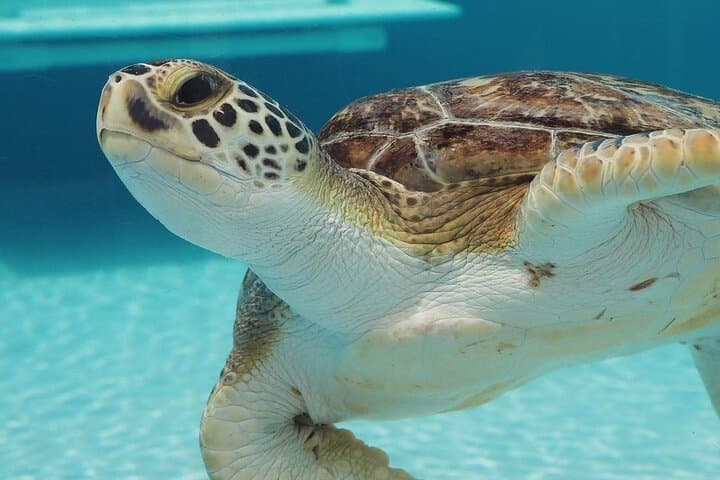 Get WILD in the Palm Beaches: Manatee Lagoon, Busch Wildlife & Loggerhead Marinelife Tour