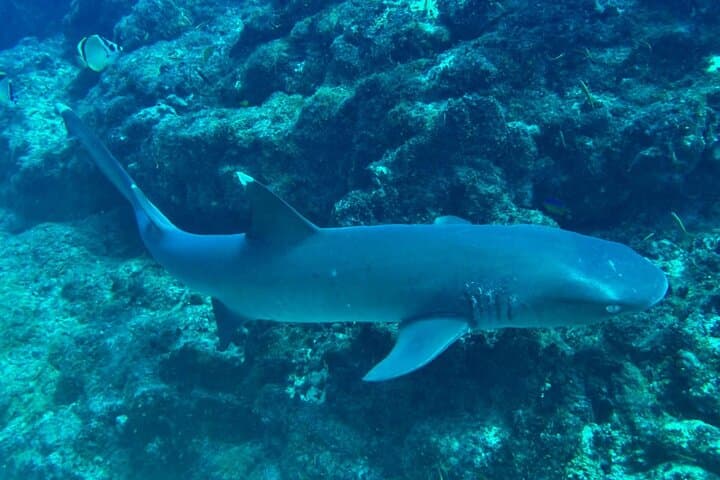 Snorkeling Isla del Caño (Canyon Island) — Best Marine-Life Snorkel from Uvita photo 3