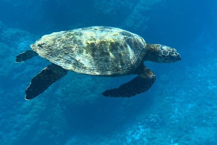 Snorkeling Isla del Caño (Canyon Island) — Best Marine-Life Snorkel from Uvita photo 2
