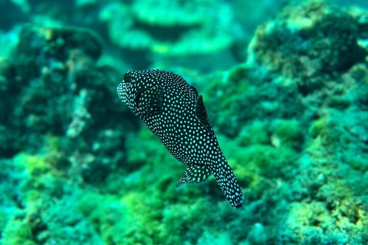Snorkeling Isla del Caño (Canyon Island) — Best Marine-Life Snorkel from Uvita