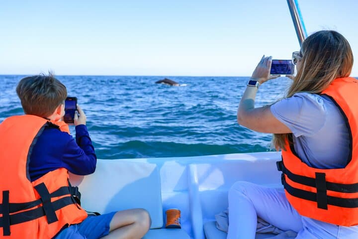 Cabo San Lucas Whale Tour with Certified Guide, Hydrophone & Photos photo 2