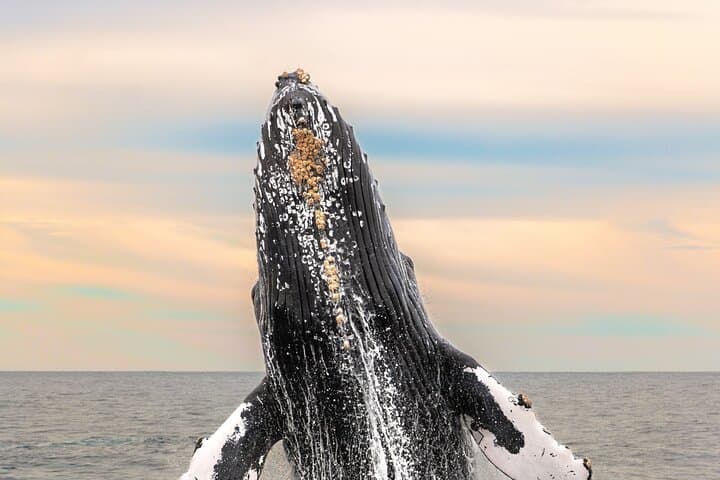 Cabo San Lucas Whale Tour with Certified Guide, Hydrophone & Photos