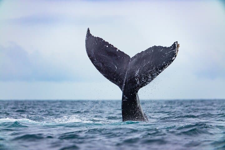 Cabo San Lucas Whale Tour with Certified Guide, Hydrophone & Photos photo 6