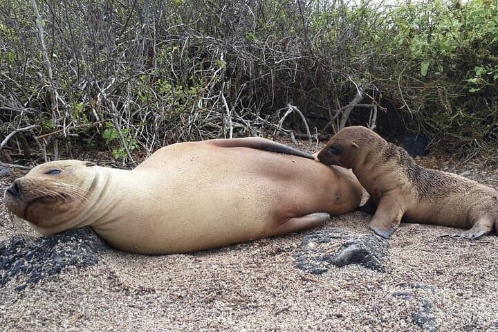 Floreana Island Day Tour — Highlands, Pirate Caves & Snorkeling with Sea Turtles photo 3