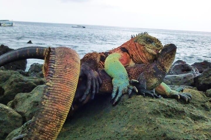 Floreana Island Day Tour — Highlands, Pirate Caves & Snorkeling with Sea Turtles photo 4
