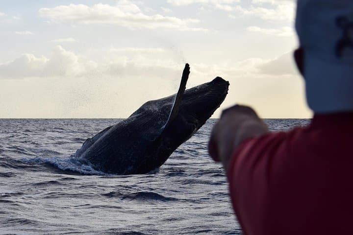 High-Speed Waikiki Whale Watching: Zodiac Cruise from Kewalo Basin photo 2