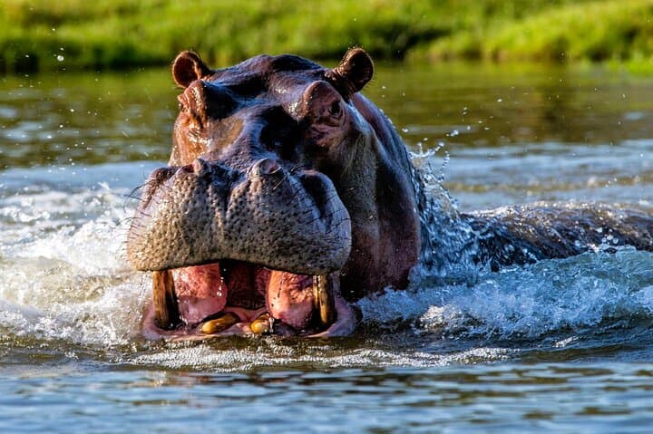Richards Bay to iSimangaliso: St. Lucia Estuary Boat Cruise Guide photo 2