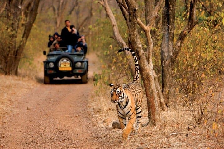 Pench National Park Tiger Safari from Nagpur — Private Jeep Transfers & Naturalist