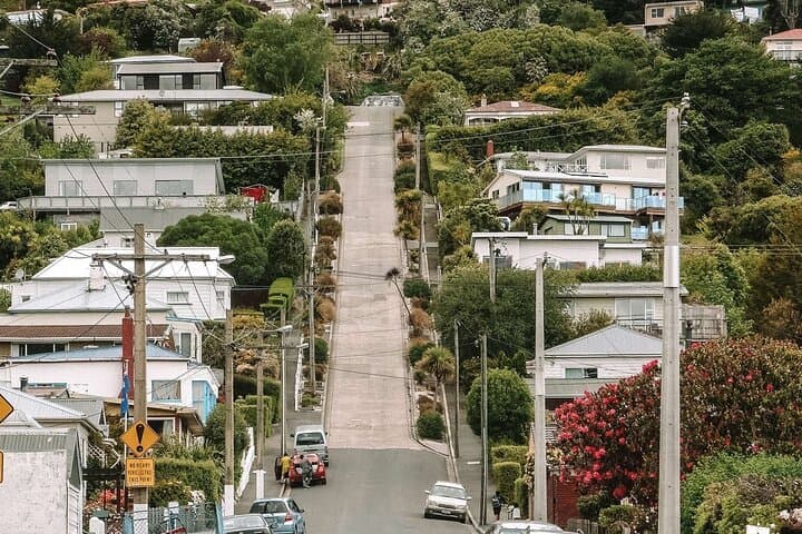 Dunedin & Otago Peninsula Private Shore Excursion — Larnach, Baldwin Street & Wildlife (4.5 hrs) photo 4
