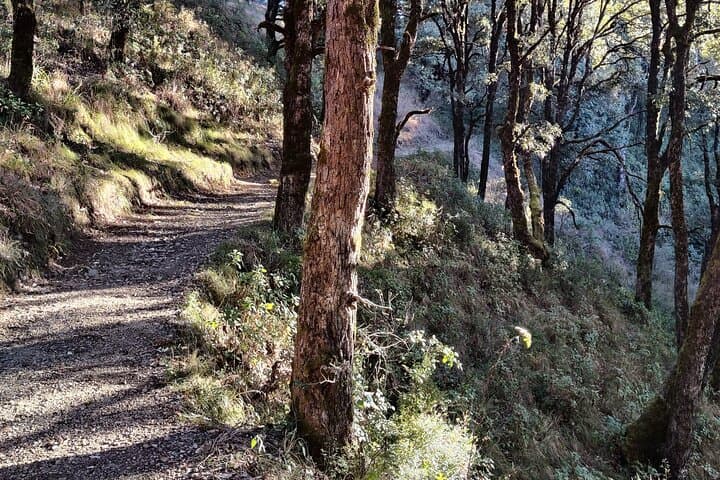 Benog Trek into the Wild: Mussoorie Forest Hike with Himalayan Views photo 4