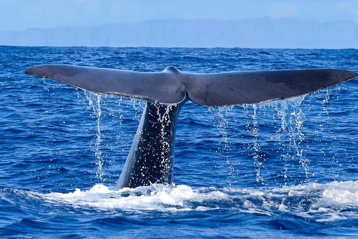 Speedboat Whale and Dolphin Watching in Madeira — Responsible Small-Group Tour