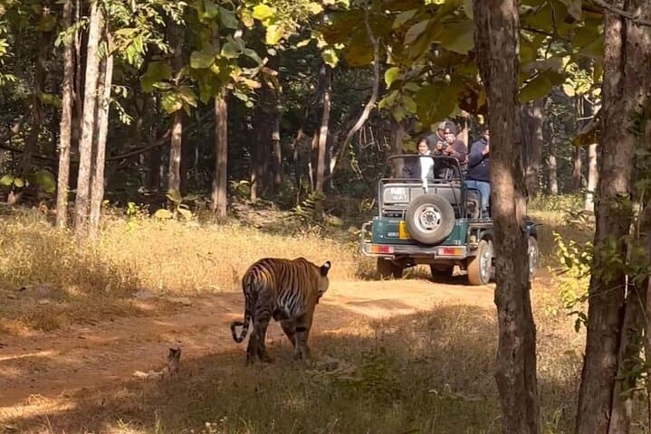 Ranthambore Official Guided Tiger Safari — Sharing Canter Experience photo 3
