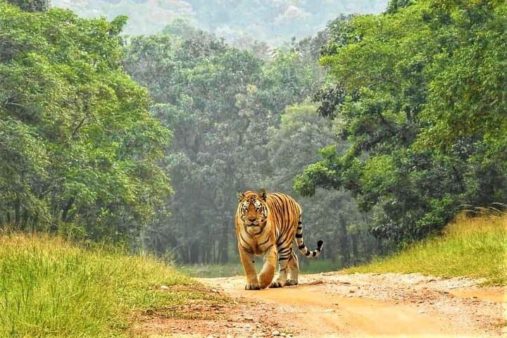 Ranthambore Official Guided Tiger Safari — Sharing Canter Experience photo 5