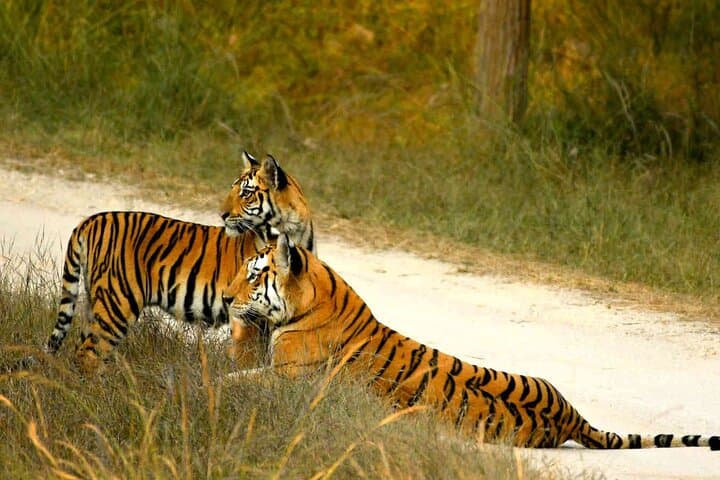 Ranthambore Official Guided Tiger Safari — Sharing Canter Experience photo 4