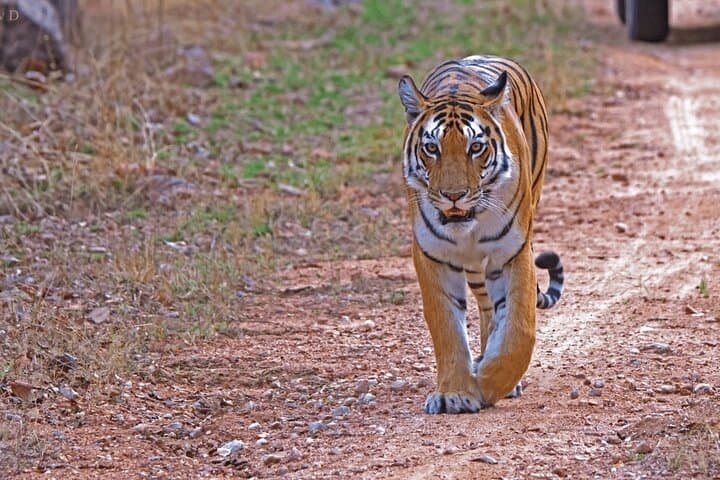 Ranthambore Official Guided Tiger Safari — Sharing Canter Experience photo 6