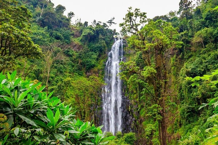 Materuni Waterfall & Chemka Hot Springs Day Tour — Hike, Coffee, and Kilimanjaro Views photo 3
