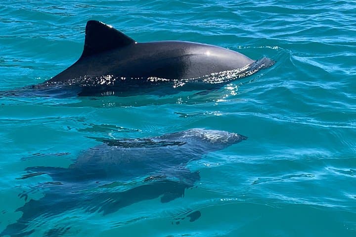 Hout Bay Sea Kayak Tour: 90-Min Guided Paddle with Seals, Dolphins & Chapman’s Peak Views