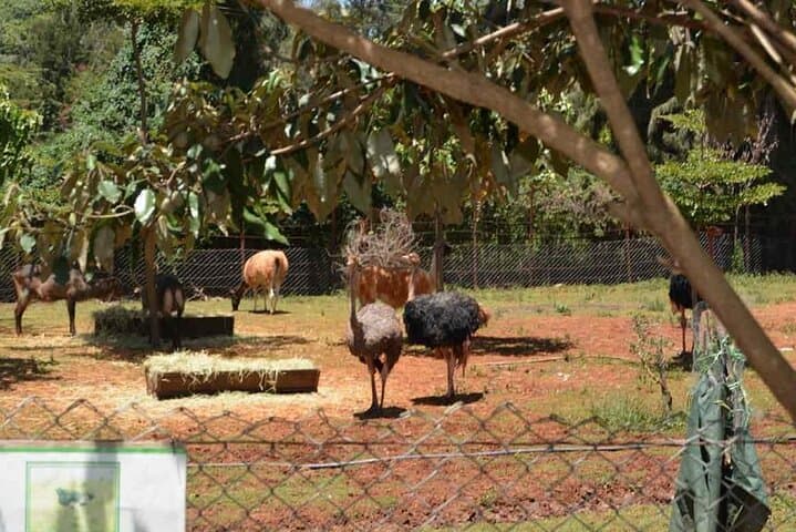 Stedmark & Giraffe Centre Day Tour: Wildlife, Community Crafts & Conservation Near Nairobi photo 2