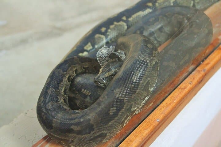 Stedmark & Giraffe Centre Day Tour: Wildlife, Community Crafts & Conservation Near Nairobi photo 3