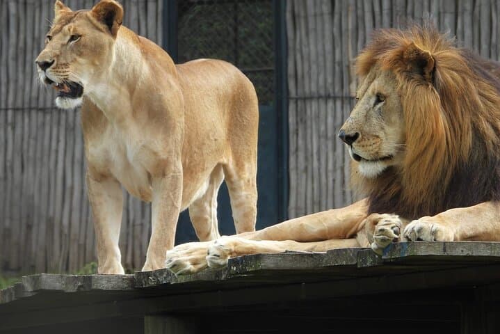 Stedmark & Giraffe Centre Day Tour: Wildlife, Community Crafts & Conservation Near Nairobi photo 4