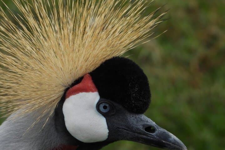 Stedmark & Giraffe Centre Day Tour: Wildlife, Community Crafts & Conservation Near Nairobi photo 5