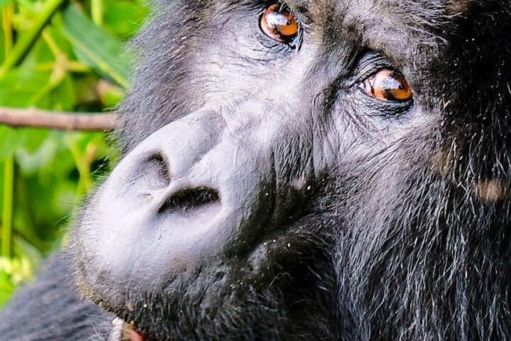 One-Day Gorilla Tracking in Bwindi: Kabale to Mountain Gorillas
