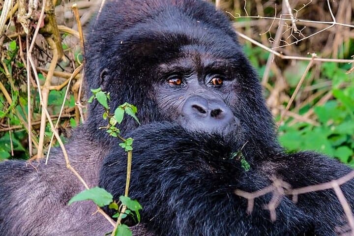 One-Day Gorilla Tracking in Bwindi: Kabale to Mountain Gorillas photo 3