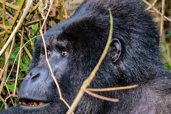 One-Day Gorilla Tracking in Bwindi: Kabale to Mountain Gorillas photo 4