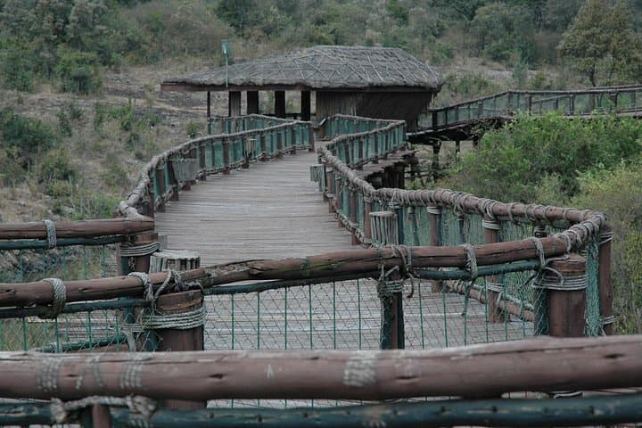 Explore Nairobi Safari Walk and Animal Orphanage: A Wildlife Introduction in The City photo 2