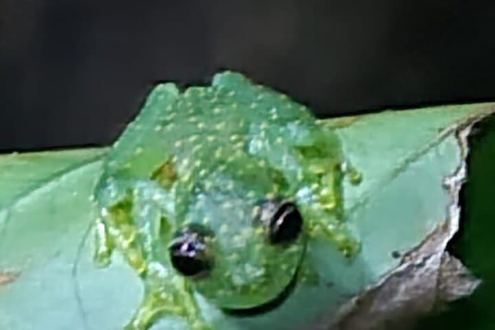 Deep Jungle Night Hike Near Puerto Jimenez: Private River Trail & Nocturnal Wildlife photo 1