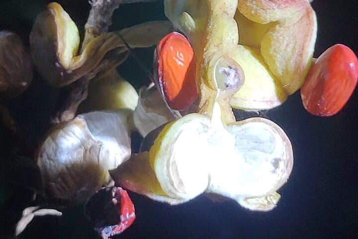Deep Jungle Night Hike Near Puerto Jimenez: Private River Trail & Nocturnal Wildlife photo 3