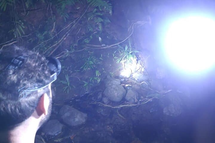 Deep Jungle Night Hike Near Puerto Jimenez: Private River Trail & Nocturnal Wildlife photo 2