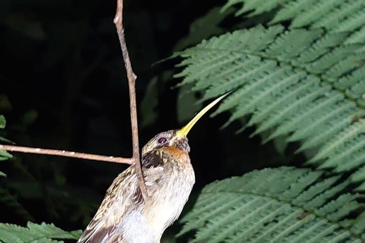 Deep Jungle Night Hike Near Puerto Jimenez: Private River Trail & Nocturnal Wildlife photo 4