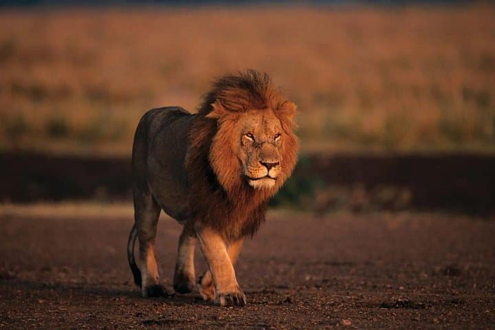 Explore Nairobi Safari Walk and Animal Orphanage: A Wildlife Introduction in The City photo 4
