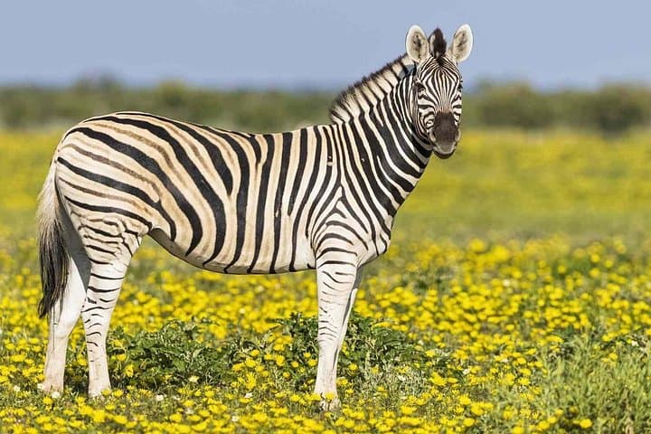 Explore Nairobi Safari Walk and Animal Orphanage: A Wildlife Introduction in The City photo 5