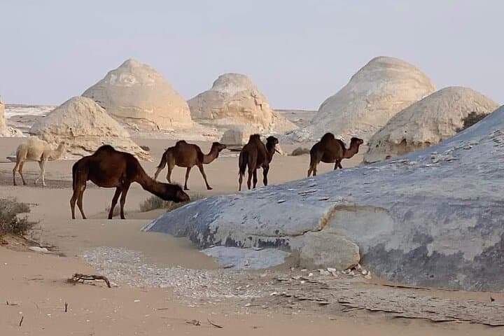 Black and White Desert: 2-Day Camping Adventure from Cairo to Bahariya Oasis photo 2