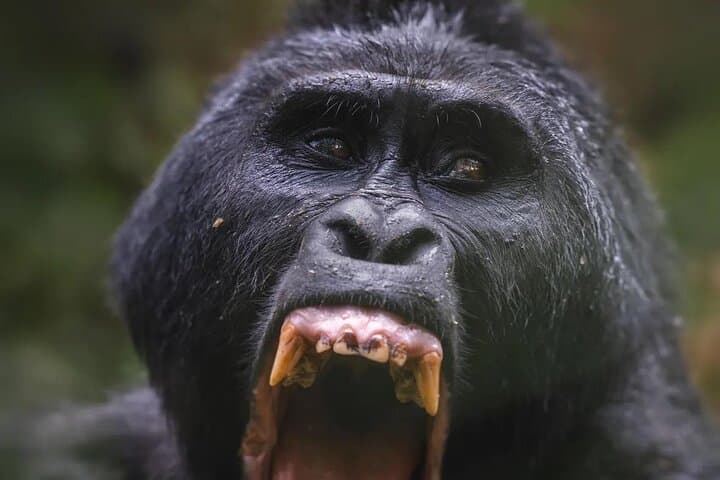 4-Day Uganda Gorillas, Kazinga Boat Safari & Kalinzu Chimp Trek