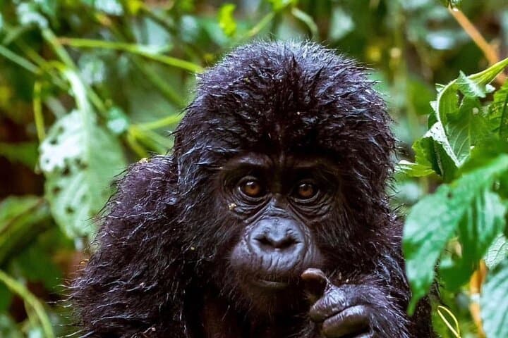 4-Day Uganda Gorillas, Kazinga Boat Safari & Kalinzu Chimp Trek photo 5