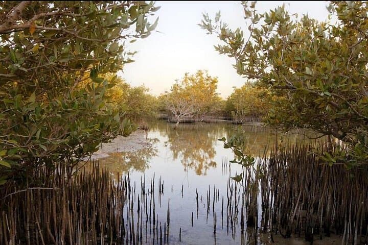 Doha Private North Tour: Zubara Fort, Purple Island & Mangrove Exploration photo 5