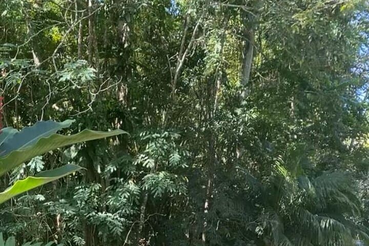 Martha Brae Bamboo Rafting from Montego Bay: River Raft Tour & Transport photo 5