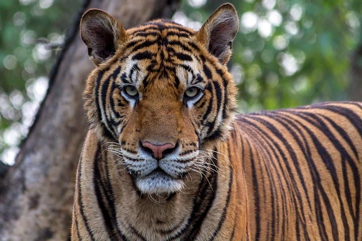 Golden Triangle & Ranthambore Safari: 5-Day Delhi, Agra, Jaipur Tiger Tour photo 1
