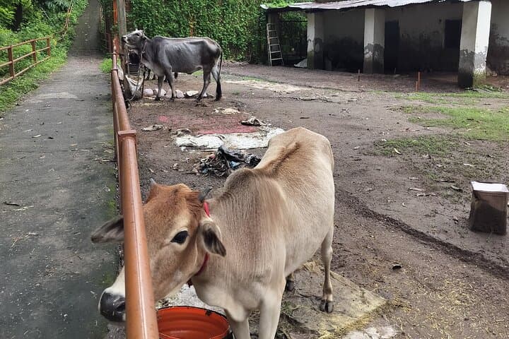 A Day in Rishikesh: River Walks, Ashrams & Neer Waterfall photo 3