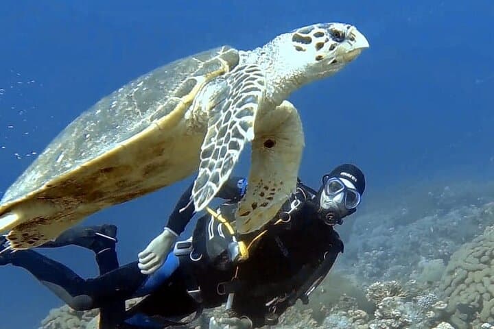 Aqaba 3-Day Red Sea Diving Liveaboard — 6 Dives from the Boat photo 2