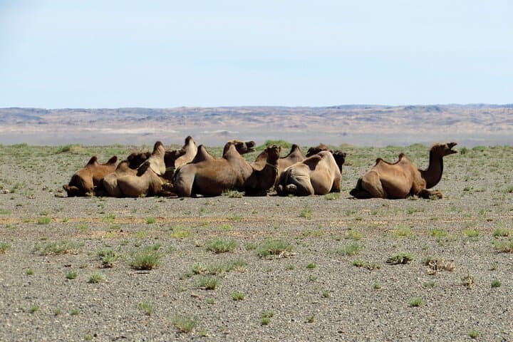 Gobi Highlights Tour: Khongor Sand Dunes, Flaming Cliffs & Yolyn Am photo 2