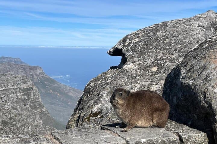 Table Mountain Hike: Platteklip Gorge Summit Trek from Cape Town photo 6