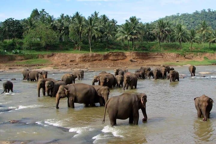 Private Sri Lanka: 7-Day Flexible Tour from Colombo to Sigiriya, Kandy, Ella & Yala photo 1